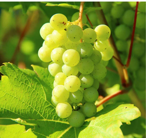 Variedades de uva blanca cultivada en Madrid