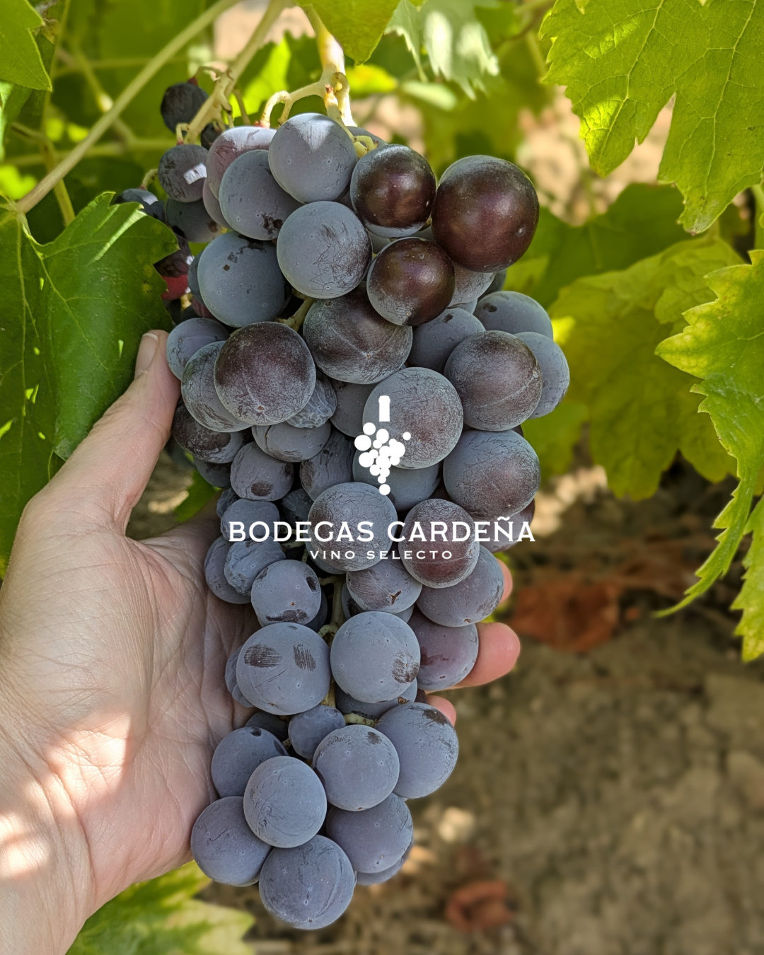 ¿Qué es el enoturismo?